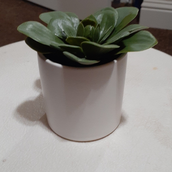 Artificial  Dudley's succulent plant - Picture 4 of 4